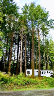 36-camper-in-trees-1